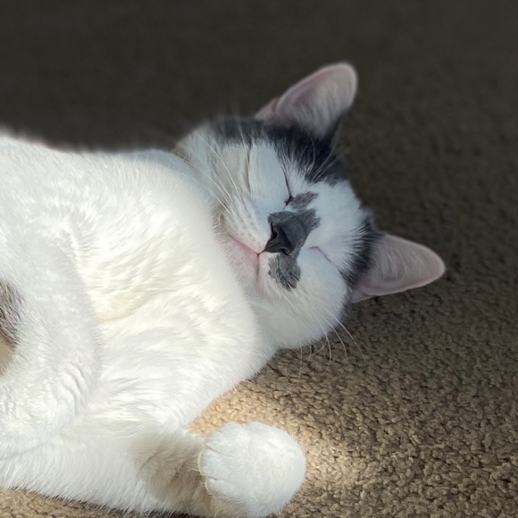 Meet your Posher, Alice - Picture 1 of 1